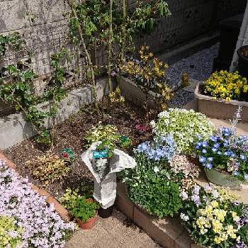 ナンテン トワイライトの投稿画像一覧 Greensnap グリーンスナップ