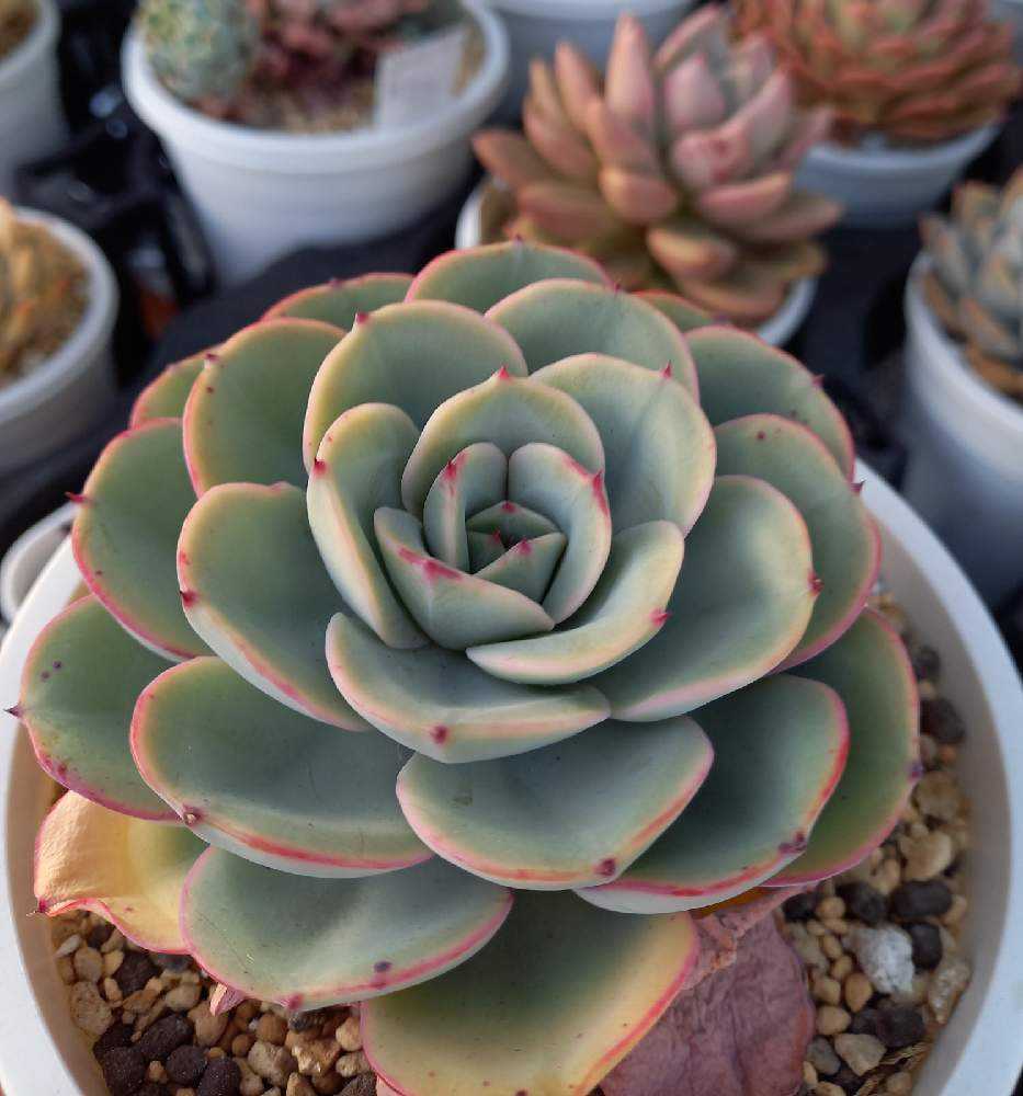 多肉植物　ピーチスアンクリーム　　抜き苗 ピーチスアンドクリーム エケベリア カット苗 群生 | 多肉植物カット苗