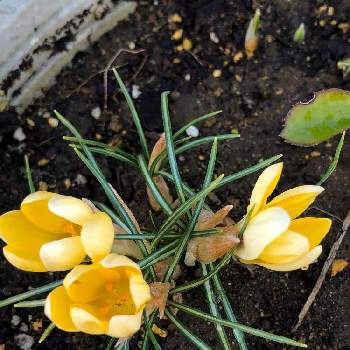 サフラン,黄色い花,金曜キラキラ,散歩,幸せの黄色いお花の画像