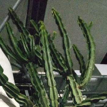 別名 サンペドロ幻覚サボテンの投稿画像一覧 Greensnap グリーンスナップ 別名 サンペドロ幻覚サボテンの投稿画像一覧 Greensnap グリーンスナップ