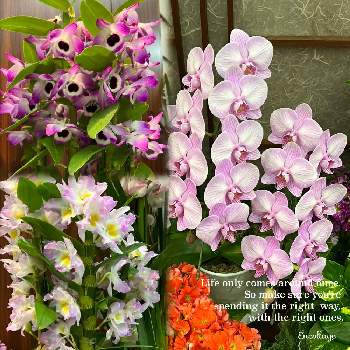 ホテルの花の画像 by らりるん♪さん | シンビジウ厶 ピーチボーイと胡蝶蘭とファンシーエンジェル ‘リセ’とホテルの花とGSミニモニ。とわれら17年組