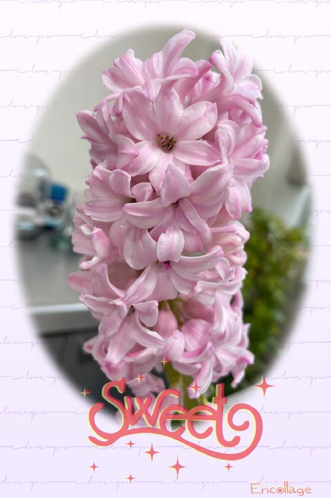 ヒヤシンス 水耕栽培の投稿画像 By ベティさん お出かけ先と幸せな眺めと色鮮やか と可憐なお花と可愛すぎる と職場にてと可愛いピンク色 と小さな幸せと幸せな眺めと色鮮やか と可憐なお花と可愛すぎる と職場にてと可愛いピンク色 と小さな幸せ 22月2月11日