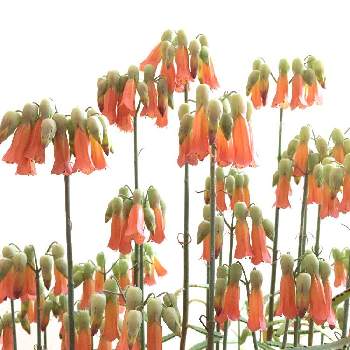 ラウヒーの画像 by りりこさん | カランコエ ラウヒーとラウヒーとカランコエとコウライカとカランコエ属とオレンジ色の花