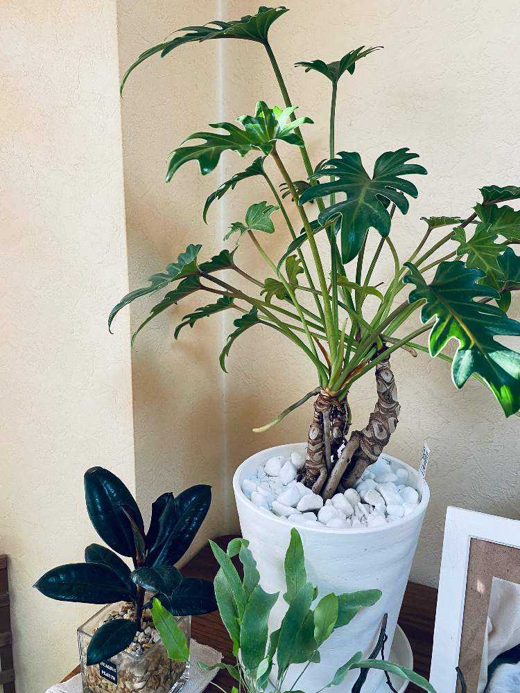 クッカバラか、セロームか。｜🍀GreenSnap（グリーンスナップ）