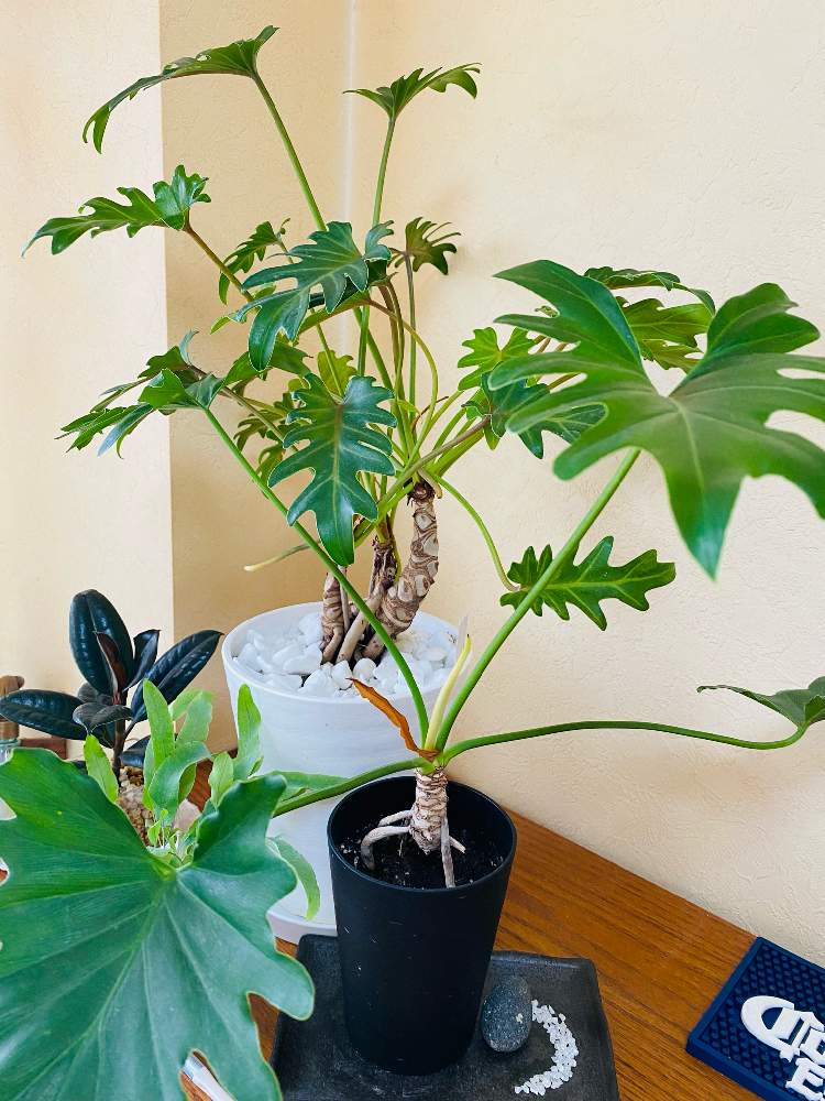 植物 クッカバラ セローム 【引き取り限定】高さ90 - その他観葉植物