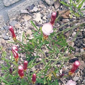 オキザリス バーシカラーの画像 by 　harumamaさん | 小さな庭とピンクの花とありがとう❤️とばーばのガーデニングと慰めと花のある暮らしとオキザリス バーシカラーといやし♪