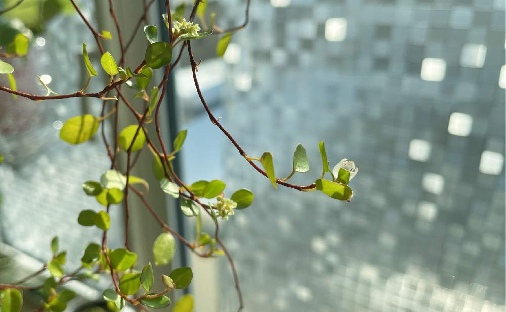 ワイヤープランツ の実の投稿画像 By Yumさん ワイヤープランツの花とワイヤープランツと窓辺と開花と実がなったと開花と実がなった 22月2月11日 Greensnap グリーンスナップ Greensnap グリーンスナップ