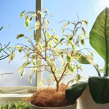 ベンジャミン・スターライトの画像 by regさん | 窓辺とベンジャミン・スターライトと観葉植物とグリーンインテリアと観葉植物のある暮らし