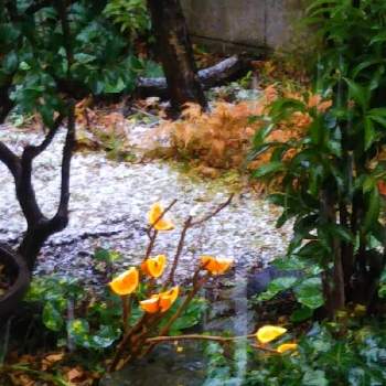 山茶花の画像 by とびっ子さん | 小さな庭と山茶花とフリージアとアイビー（ヘデラ）とマンリョウ(万両)と石蕗（つわぶき）とコガネシダと穏やかな一日