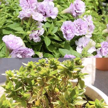 ペチュニア ギュギュの投稿画像一覧 Greensnap グリーンスナップ