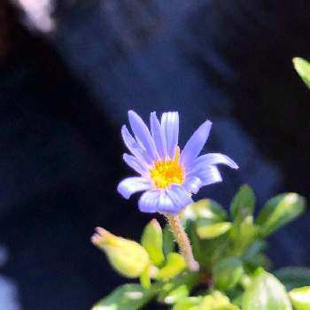ブルーデージー アズールブルーの画像 by るちかさん | 小さな庭とブルーデージー アズールブルーとおうち園芸と小さな小さな庭と花のある暮らしとブルーの花とちっちゃなお花と庭の宿根草