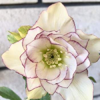 凛とした花姿の投稿画像一覧 Greensnap グリーンスナップ