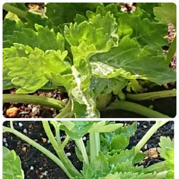 セロリの栽培の投稿画像一覧 Greensnap グリーンスナップ