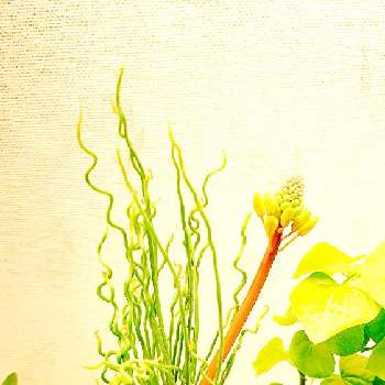 冬型植物の画像 by rikaさん | 部屋とBulbine tortaと植物のある暮らしと棒の日とビザール・プランツと癒しと植物大好きとおうち園芸と植中毒と珍奇植物と冬型植物