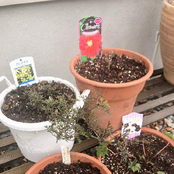 クロバナフウロの画像 by kazuさん | 小さな庭とアネモネ デインティスワンとクロバナフウロとクレマチス・レッドスターとクレマチス ペトリエイと鉢植え