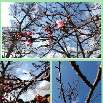 可愛いらしいお花の画像 by はねこさん | お出かけ先と河津桜と胸キュンとお散歩にてと花のある生活を楽しむとピンクのお花と今年もありがとうと花のある暮らしと可愛いらしいお花