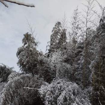 竹 たけの画像 by ももこさん | 畑と竹 たけと雪、ゆき、ユキと宮城県仙南