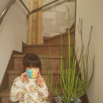 ☆りん☆のオンコクラータ,ユーフォルビア オンコクラータ,5歳児,多肉植物,NO GREEN  NO LIFEの画像