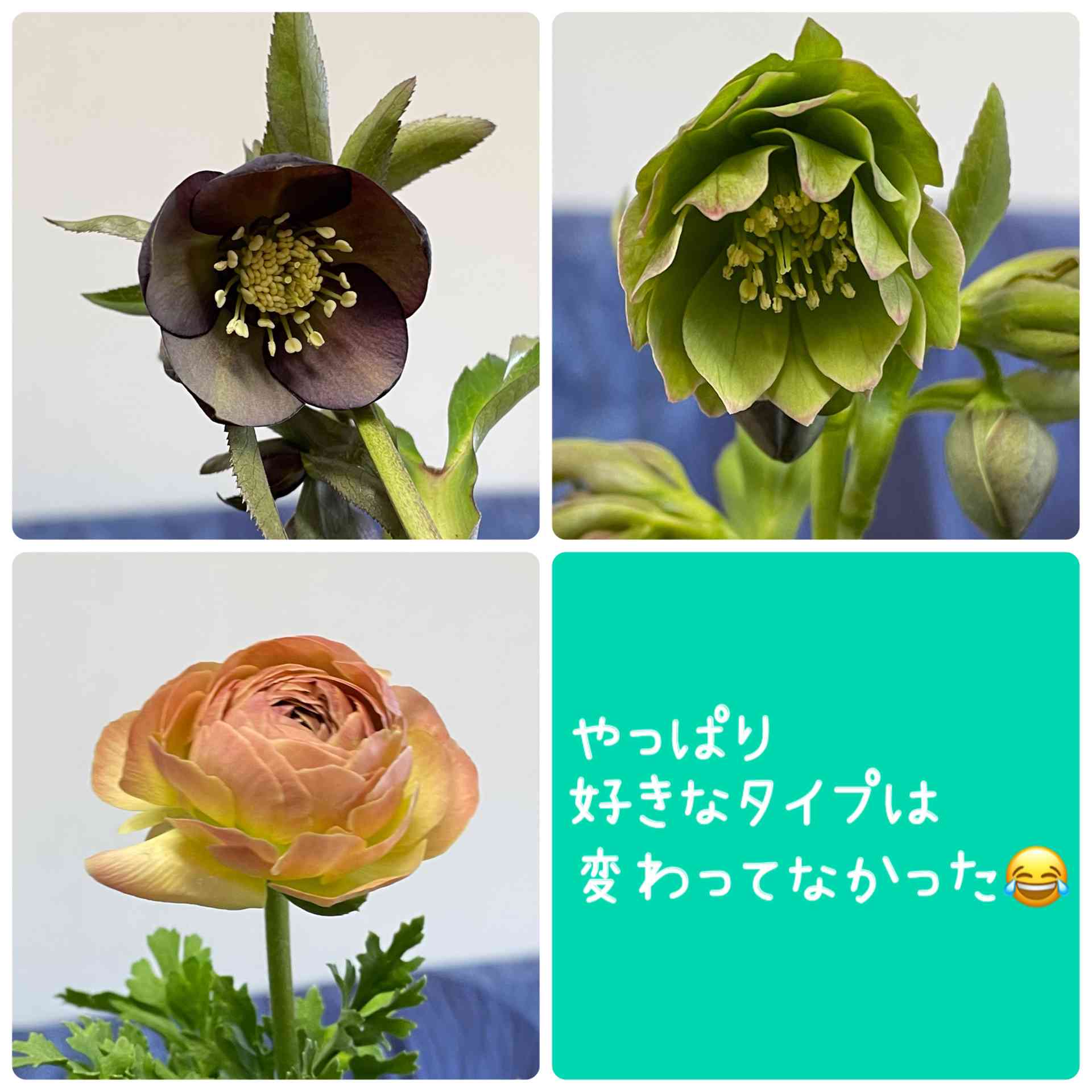 Little Beastの一覧|🍀GreenSnap(グリーンスナップ) Little Beastの一覧|🍀GreenSnap(グリーンスナップ)