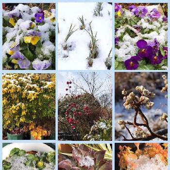 雪の日の画像 by ふみちゃんさん | お気に入り♡とGS日和と多肉女子とこの色合いに一目惚れ♡と花のある暮らしと雪の日