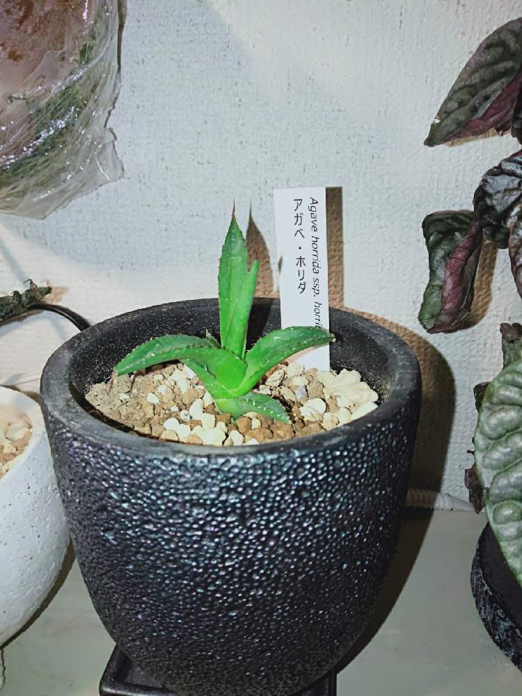 アガベ・ホリダ 多肉植物 陽炎 - 植物/観葉植物