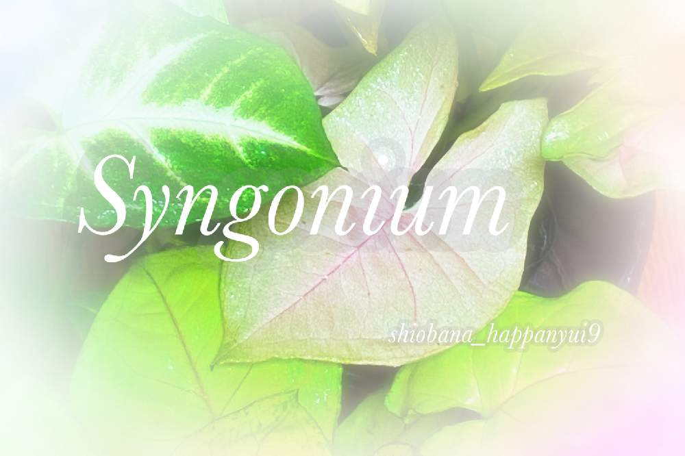 我が家のシンゴニウム Greensnap グリーンスナップ