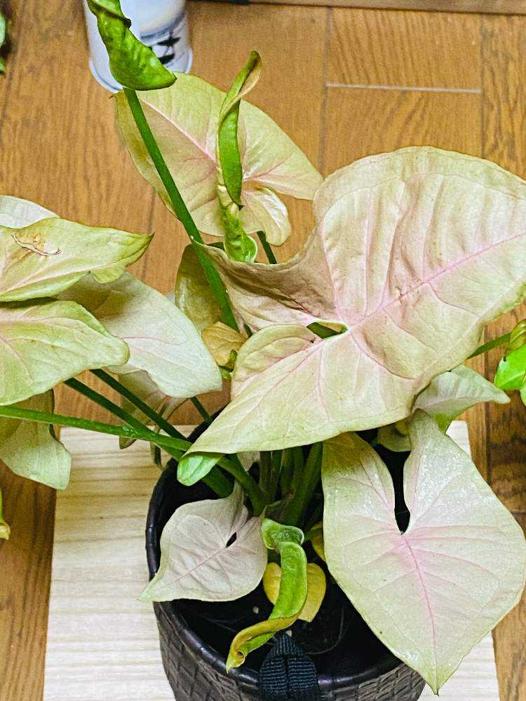 我が家のシンゴニウム Greensnap グリーンスナップ