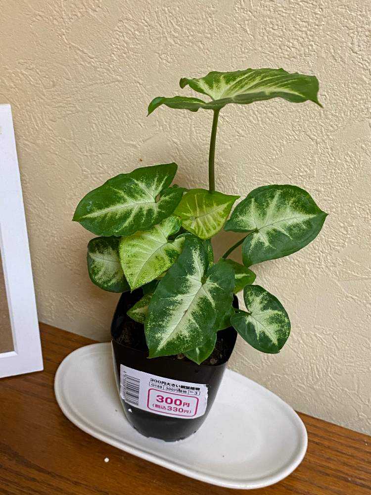 我が家のシンゴニウム Greensnap グリーンスナップ