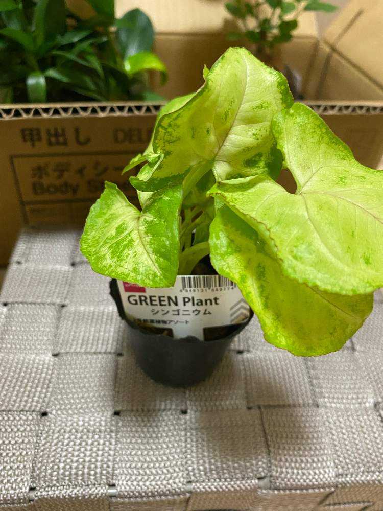 我が家のシンゴニウム Greensnap グリーンスナップ