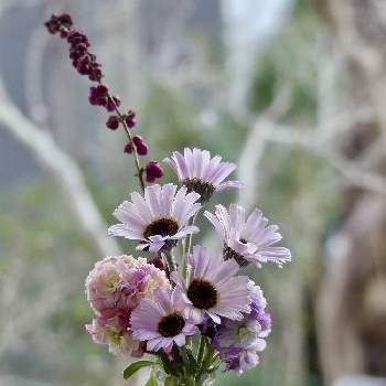 シンフォリカリフォスの投稿画像一覧 Greensnap グリーンスナップ