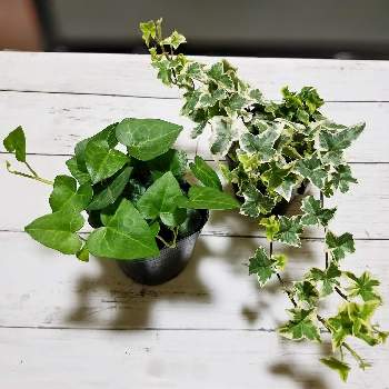 ハートアイビーの投稿画像一覧 Greensnap グリーンスナップ ハートアイビーの投稿画像一覧 Greensnap グリーンスナップ