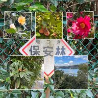 ビワ,椿 （つばき）,枇杷（びわ）,山茶花（さざんか）,ぶらり兵庫県の画像