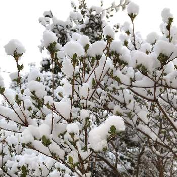 雪化粧の画像 by はじっコぐらしさん | 我が家の庭と雪化粧とサツキ♡と庭の草＊花＊木