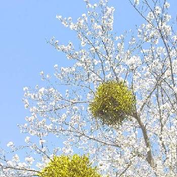 宿り木の投稿画像一覧 Greensnap グリーンスナップ