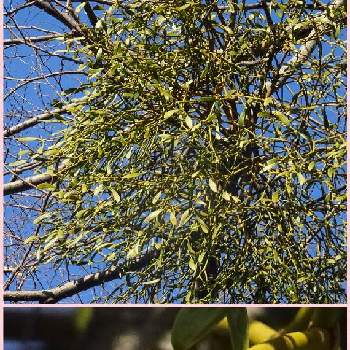 常緑小低木の投稿画像一覧 Greensnap グリーンスナップ