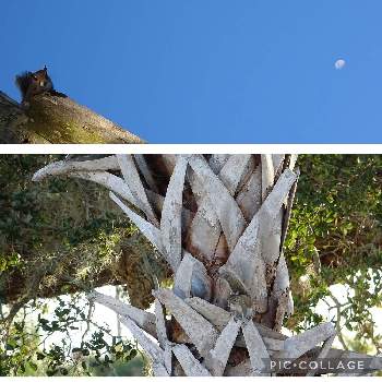 リスの画像 by ゴルけんさん | ヤシの木とスパニッシュモスと裏庭とリスと月と