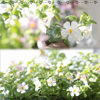 バコパの投稿画像一覧 Greensnap グリーンスナップ