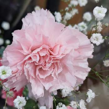 白いお花＊の画像 by オリーブの葉さん | カーネーションとカスミソウとカスミソウ♡とピンクのカーネーションと白いお花＊とピンクのお花＊とカスミソウ。と切り花とピンクのブーケ(花束)