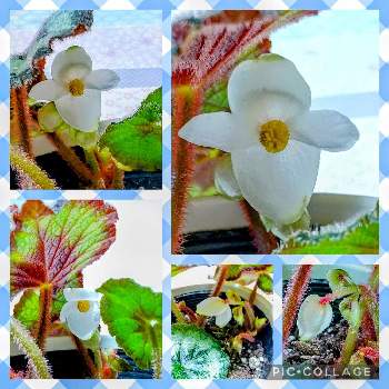 レックス ベゴニア エスカルゴの画像 by ウニ子さん | 部屋とレックス ベゴニア エスカルゴと植物のあるくらしとぐるぐるとおうちグリーンと観葉植物と咲いてきた、咲いてきた…とお気に入りと可愛いお花とwinterと可愛い葉っぱと初めてとハートからの…