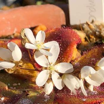 食虫植物 モウセンゴケの投稿画像一覧 Greensnap グリーンスナップ