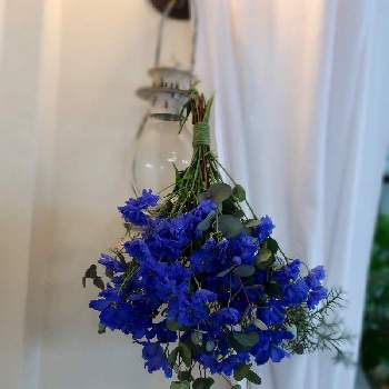 デルフィニウム青の画像 by モナミさん | キッチンと私の癒し♡とわたしの楽しみとおうち時間とわれら17年組と青い花と デルフィニウムとデルフィニウム青と青い花マニアと美しく青きドヨウ