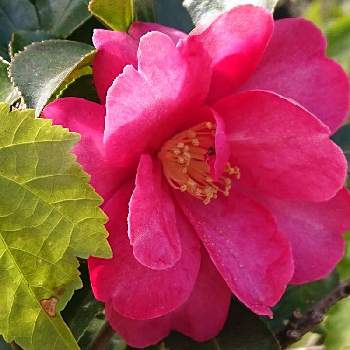山茶花(さざんか）の画像 by りつこさん | お出かけ先と山茶花(さざんか）と散歩ときれいな色とかわいいピンク