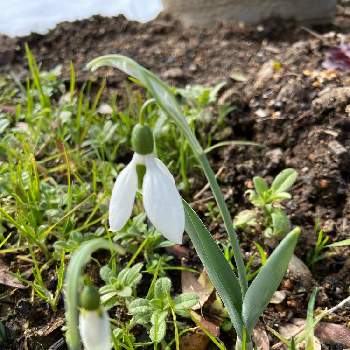 春がそこまでの画像 by mocoさん | 小さな庭とスノードロップ＊とおうち園芸と春が待ち遠しいと春がそこまでと白い花と球根大好き