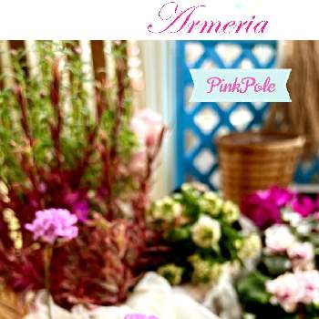 サザンクロス フイリーナクイーンの画像 by Ray-foさん | テラスとサザンクロス フイリーナクイーンとスィートアリッサムとネモフィラ プラチナスカイとアルメリア   ピンクボールと可愛いとピンクの花と花のある暮らしとお花好き