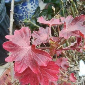 赤い葉の画像 by SA.CHI.Yさん | 小さな庭ともみじばゼラニウムとおうち園芸と赤い葉と我が家の花壇と紅葉（こうよう）とハーブと鉢植えと花のある暮らし
