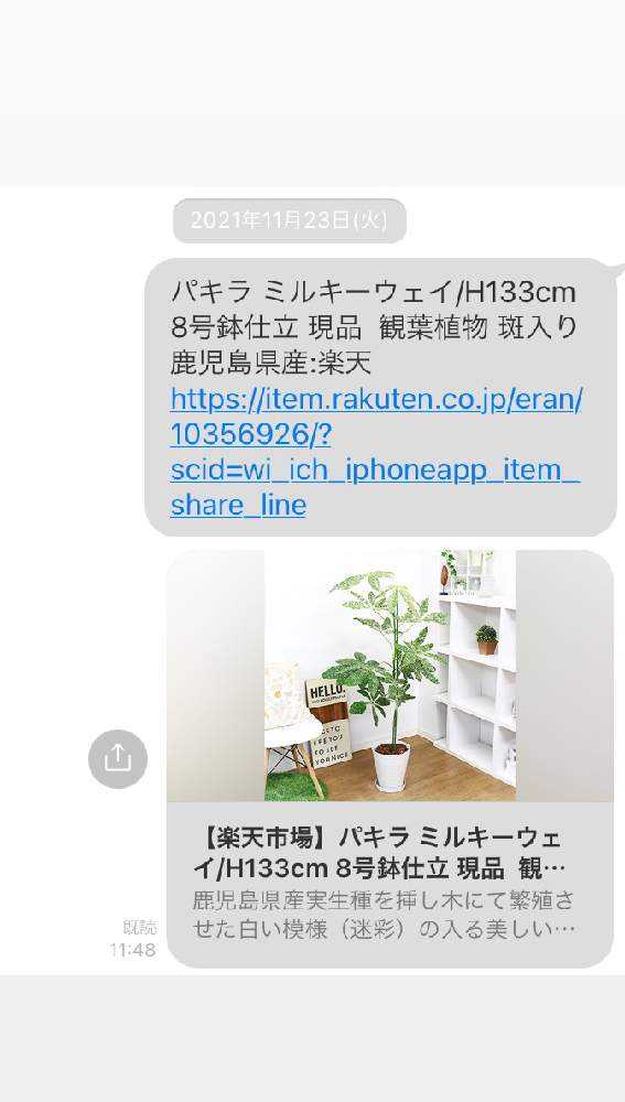 波瀾万丈】パキラミルキーウェイの記録｜🍀GreenSnap（グリーンスナップ）