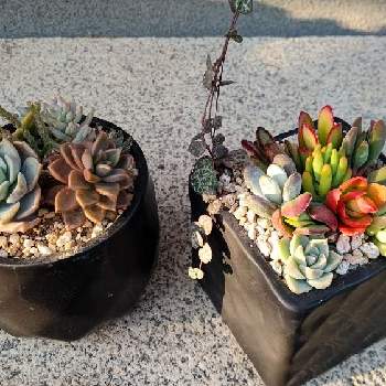 とちぎ花センターの投稿画像一覧 Greensnap グリーンスナップ