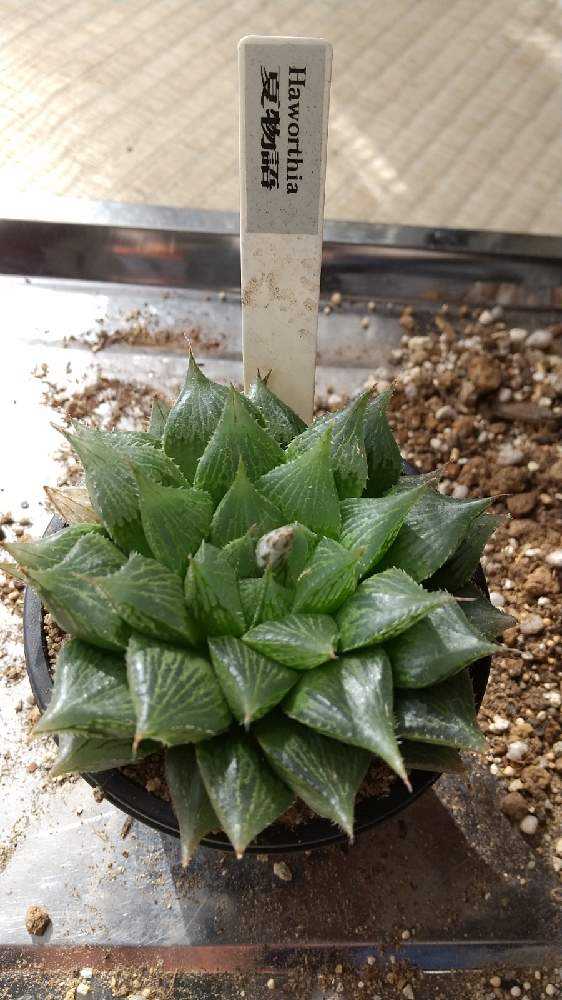 メセンとハオルチア植え替え Greensnap グリーンスナップ