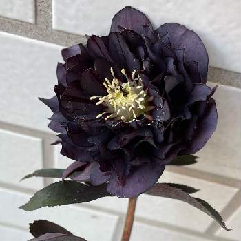 多弁花の投稿画像一覧 Greensnap グリーンスナップ