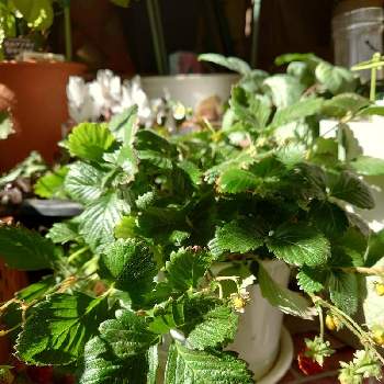 ベランダ菜園の投稿画像一覧 Greensnap グリーンスナップ